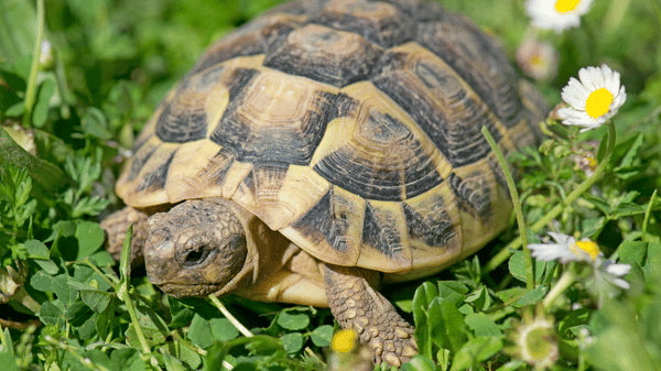 Želva zelenavá (6)